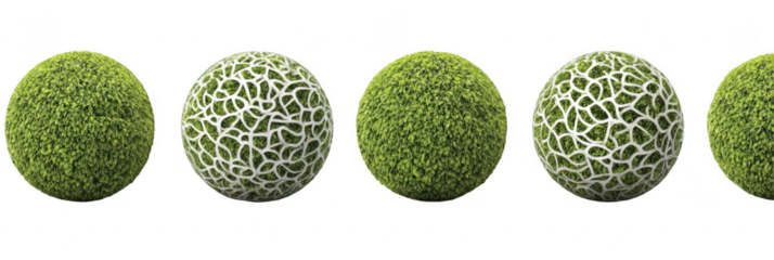 Cantaloupe skin development stages