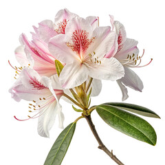 rhododendron