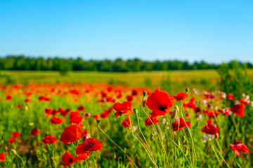 Vibrant fields filled with red poppies stretch across the landscape, illuminated by the sun against a clear blue sky, creating a picturesque summer scene