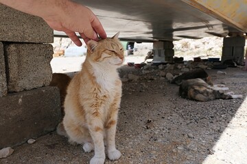 Cute cinnamon to white stray cat stroked on head by hand of adult male person, other stray cats from stray cats colony lying around under hull of fishermans boat. Summer daylight sunshine. 