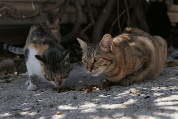 Two cute stray cats, one calico tricolor and one tabby with nice brown to cinnamon tint, carefuly eating some granules in front of fisherman shed on asphalt. Summer daylight sunshine. 