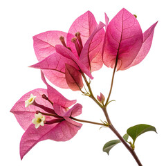 bougainvillea