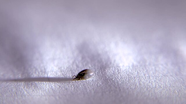 A tick removed from a human on a white sheet of paper