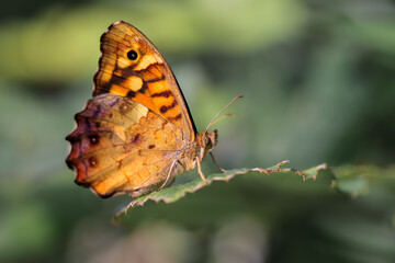 Speckled Wood butterfly (Pararge aegeria) resting on a leaf. Close-up showing detailed wing patterns and natural background.