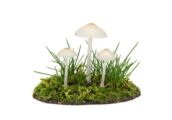 Isolated Miniature Mushroom Cluster with Green Grass on Soil Base