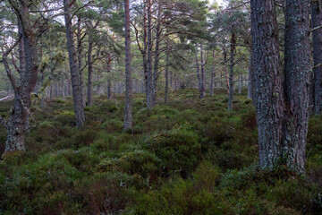 Lush northern pine forest ancient woods mossy forest floor landscape nature putdoors