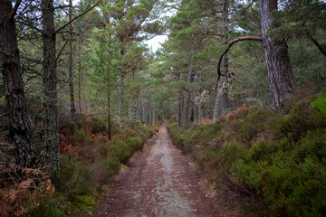 Forest path in Scotland northern nature hiking outdoors active pines january autumn winter exploring 