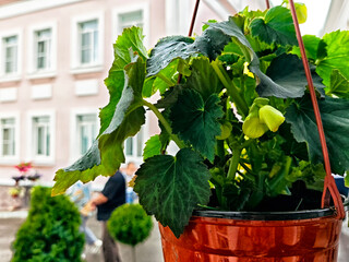 A lush, vibrant green plant elegantly hangs in a pot, creating a striking contrast against the...