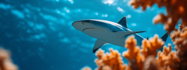 A shark swims in the blue ocean with sun rays and blurred coral. A beautiful underwater scene for a travel agency or a marine biology blog