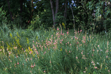 Russia, Kislovodsk - June 19, 2024: Rose garden in Kislovodsk National Park