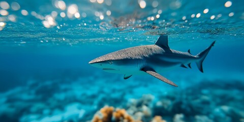 A reef shark swims in the blue ocean over a coral reef. Underwater marine life and wildlife concept for conservation or aquarium promotion