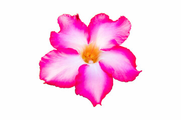 Pink white adenium flowers which were still bloom in morning isolated on white background....