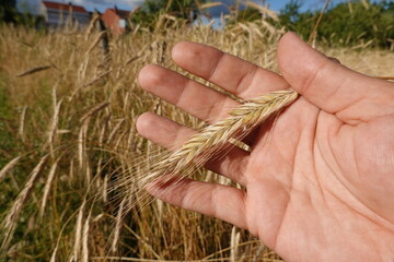 Farmer holding rye grain in wheat field during harvest