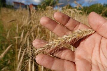 Farmer holding rye grain in hand at harvest time