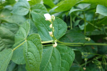 Green bean plant growing in vegetable garden with white flowers blooming