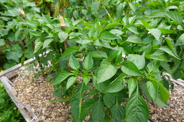 Chili pepper plant growing in raised garden bed with wood chips mulch