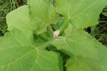 Yacon plant growing with large green leaves