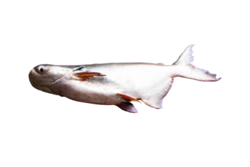 Fish large size giant catfish. Scientific name is Pangasianodon gigas. iridescent shark. Freshwater fish without scales that lives in Mekong River. isolated on cutout PNG or transparent background.	