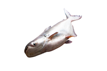 Fish large size giant catfish isolated on cutout PNG or transparent background. Scientific name is Pangasianodon gigas. iridescent shark. Freshwater fish without scales that lives in Mekong River.
