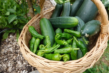 Wicker basket overflowing with freshly picked green vegetables from garden