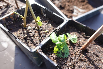 Gardener growing mulberry saplings in pots with soil and support sticks