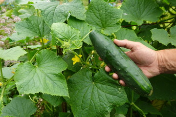 Farmer holding freshly picked cucumber in lush garden