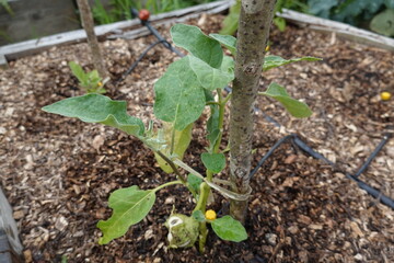 Young eggplant growing in garden bed with drip irrigation system