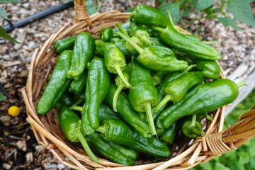 Basket holding freshly picked green padron peppers from garden