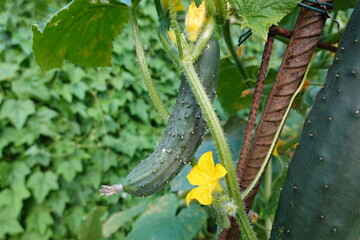 Cucumber growing on vine with yellow flower and rusty metal support