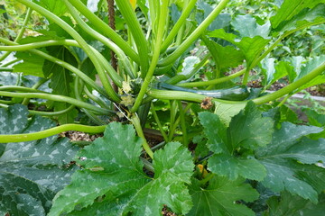 Zucchini plant growing in garden, showing leaves, stems, and small fruit