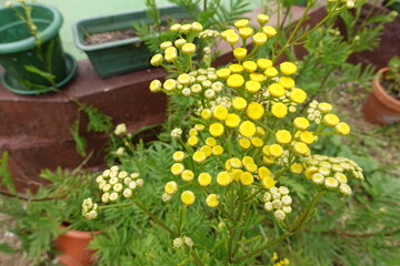 Common tansy blooming in garden with button-shaped yellow flowers