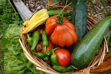 Freshly picked vegetables overflowing a wicker basket in a garden