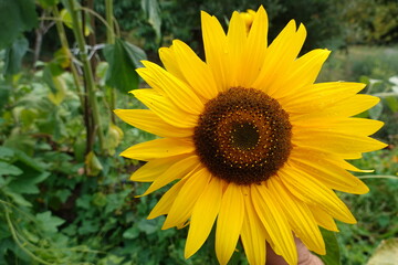 Fototapeta premium Sunflower blooming in lush green garden during summer