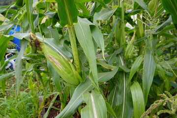 Corn growing in garden shows potential for harvest