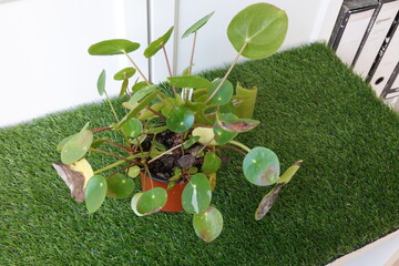 Pilea peperomioides, chinese money plant, showing signs of root rot