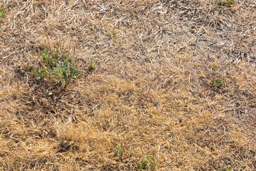 Grass and dry meadow background - The effects of the arid climate