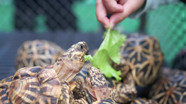 Group of star tortoises eagerly reach up as one is fed fresh green lettuce by hand