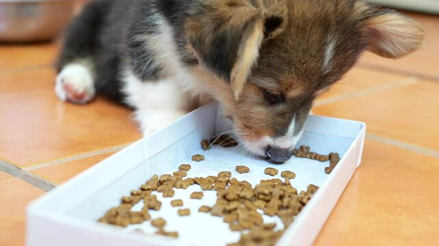 fluffy puppy lying on the floor, eagerly sniffing and eating dry kibble from a white food tray