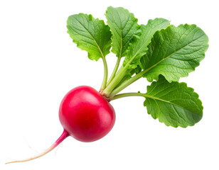 Fresh Red Radish with Green Leaves, Angled Top View, Isolated on Transparent Background