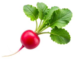 Fresh Red Radish with Green Leaves, Angled Top View, Isolated on Transparent Background