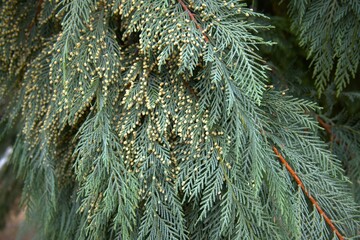 Thuja fruit close up for background.