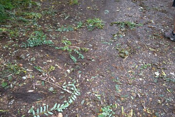 Land is after storm with small branches.