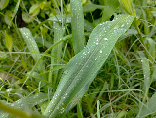 Raindrops on Corn Crop Natural Beauty
