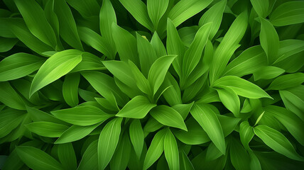 Obraz premium Green foliage revealing symmetrical patterns, forming verdant natural backdrop displaying botanical harmony and organic freshness