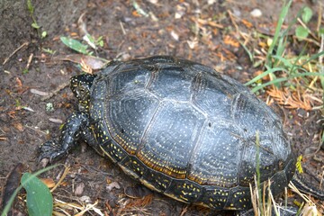 Marsh turtle (Emys orbicularis) in the grass close up.