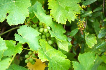 Green grape close up in the garden.