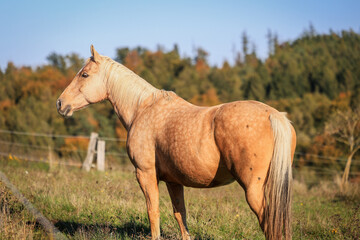 Palomino horse on pasture at sunny day. Rural scenery with animal at ranch