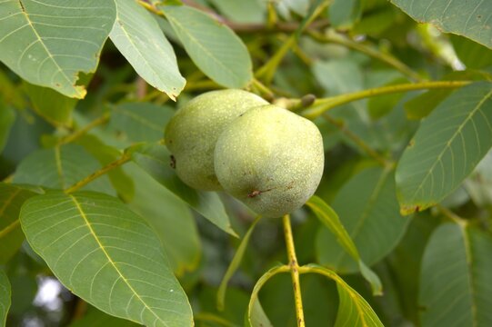 Green walnut on the walnut tree close up.