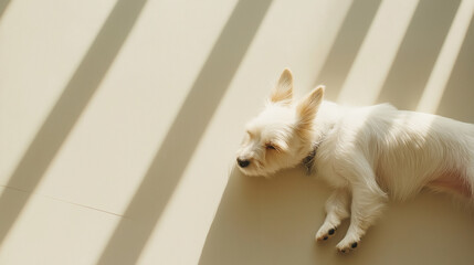 Sleeping canine casting dramatic shadow on sunlit wooden floor, minimalist top angle perspective