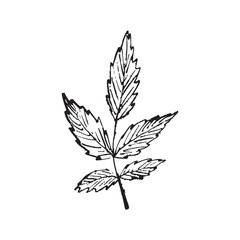 Rowan leaf drawing in black brush stroke texture isolated on white. Hand drawn vector sketch illustration in vintage charcoal ink. Autumn leaves, autumn fall, botanical art, hello autumn